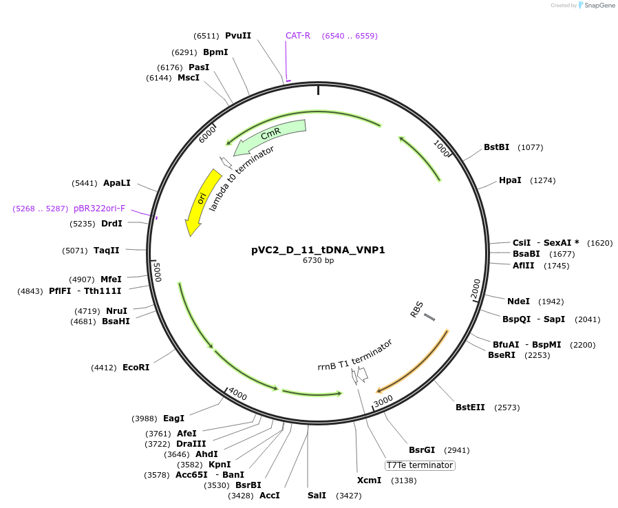 250050-plasmid-map-sequence-id-507864