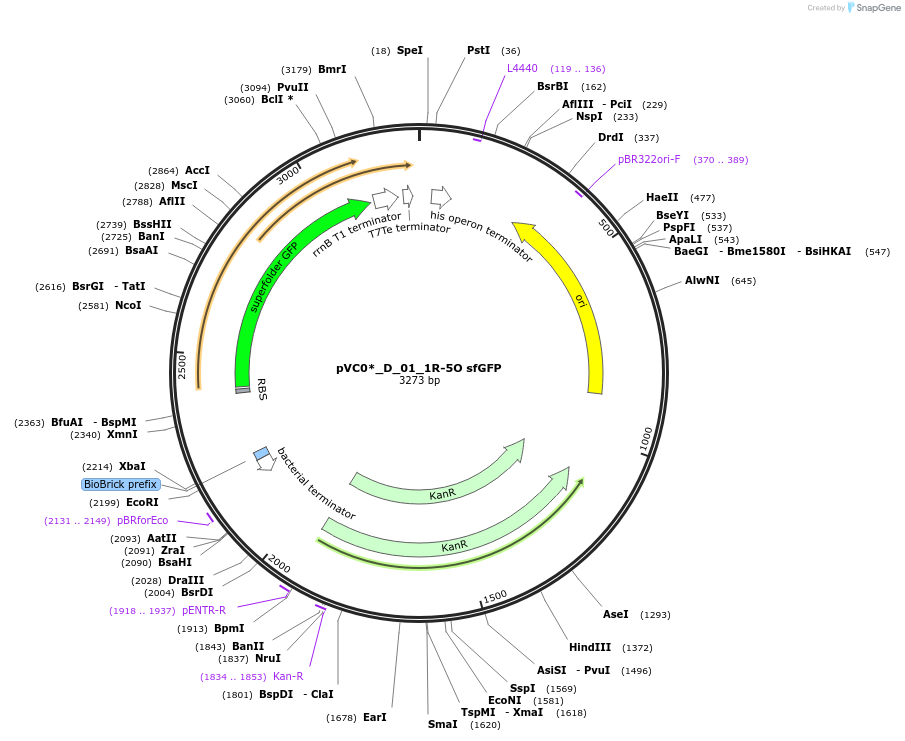 250038-plasmid-map-sequence-id-507866