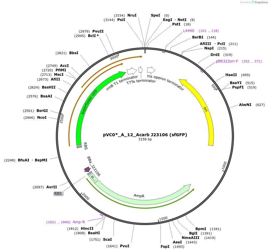 250028-plasmid-map-sequence-id-507867