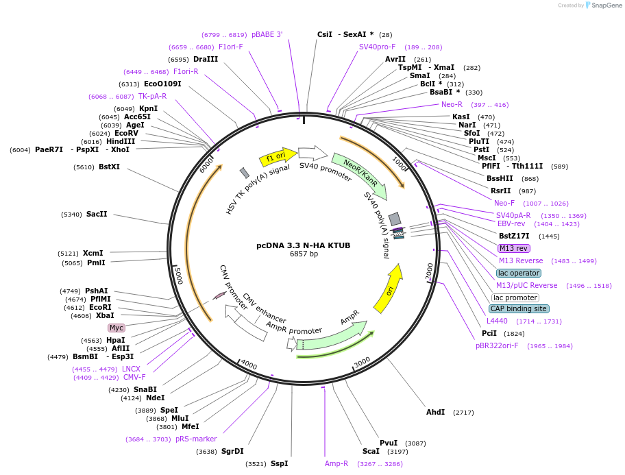 246174-plasmid-map-sequence-id-507889