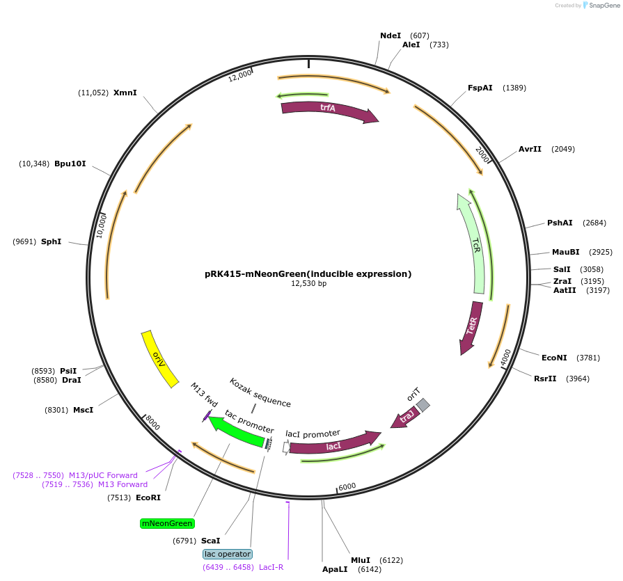 252211-plasmid-map-sequence-id-507896