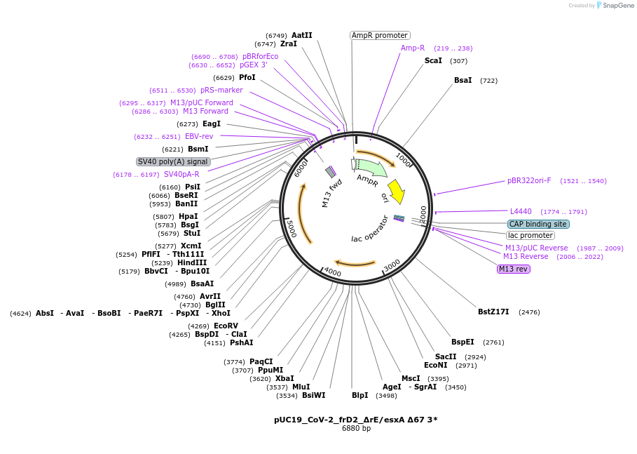 253180-plasmid-map-sequence-id-507915