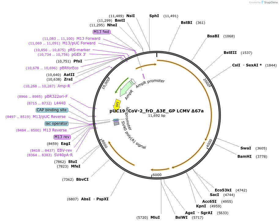 253179-plasmid-map-sequence-id-507917