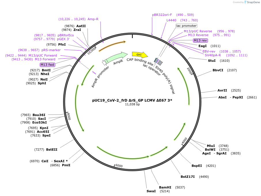 253178-plasmid-map-sequence-id-507918