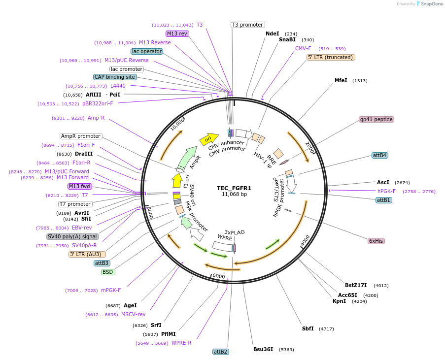 252072-plasmid-map-sequence-id-507926