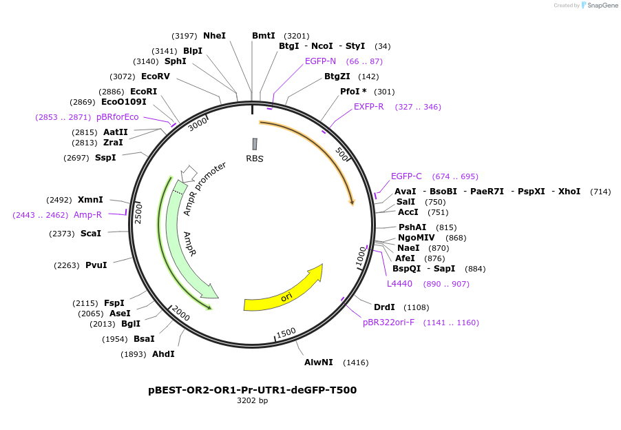 40019-plasmid-map-sequence-id-50796