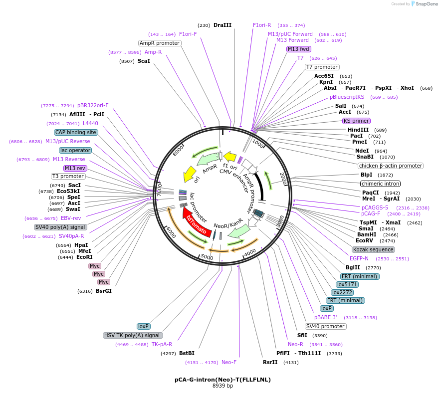 40020-plasmid-map-sequence-id-50797