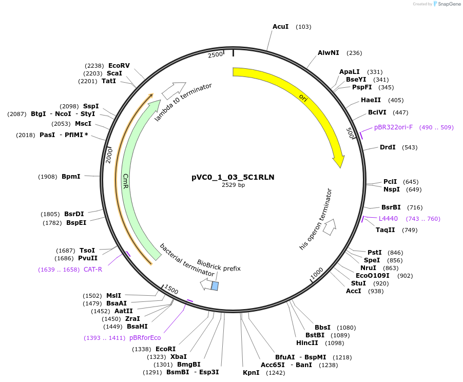 249840-plasmid-map-sequence-id-507973