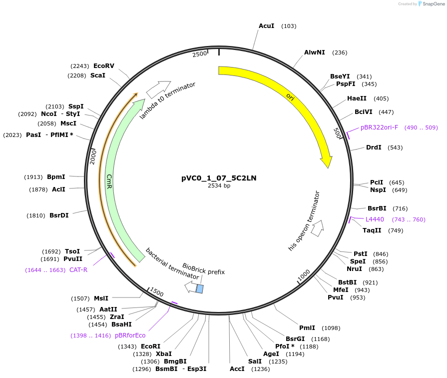 249844-plasmid-map-sequence-id-507977