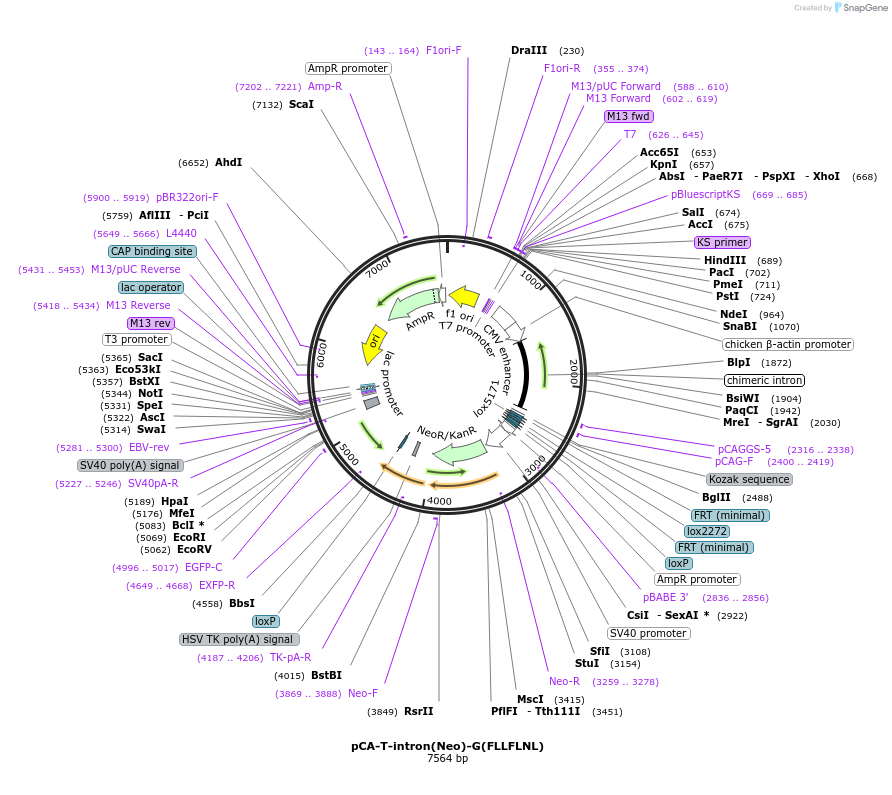40021-plasmid-map-sequence-id-50798