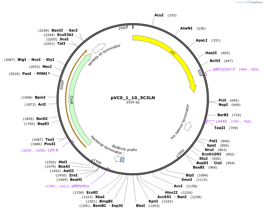 249847-plasmid-map-sequence-id-507980