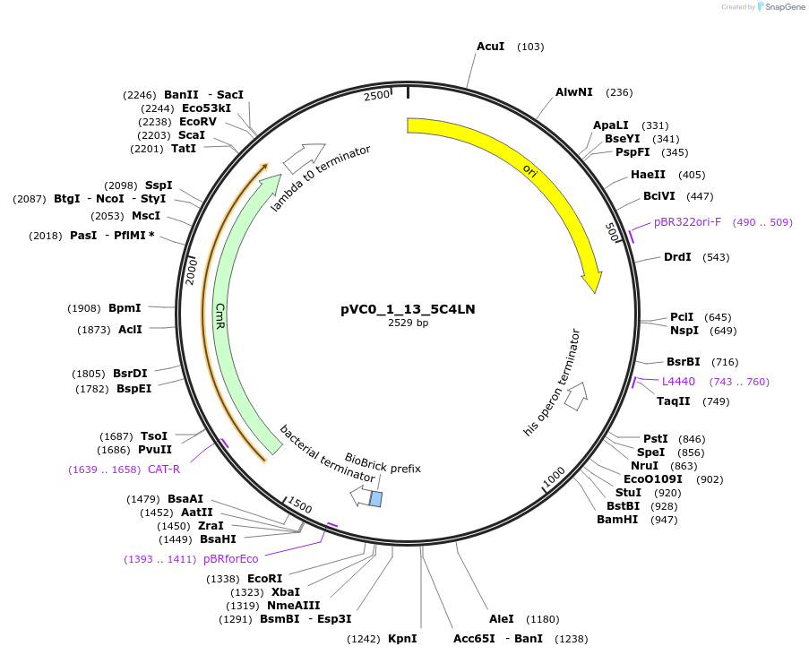 249850-plasmid-map-sequence-id-507982