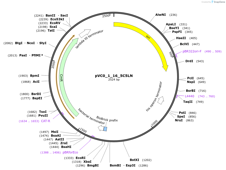 249853-plasmid-map-sequence-id-507985