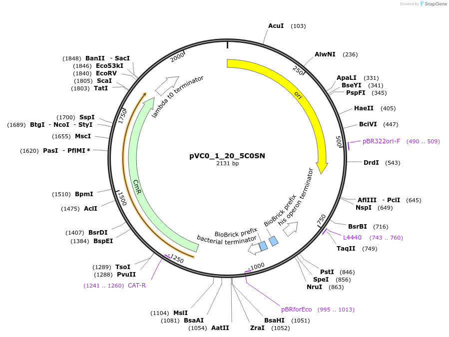249857-plasmid-map-sequence-id-507988