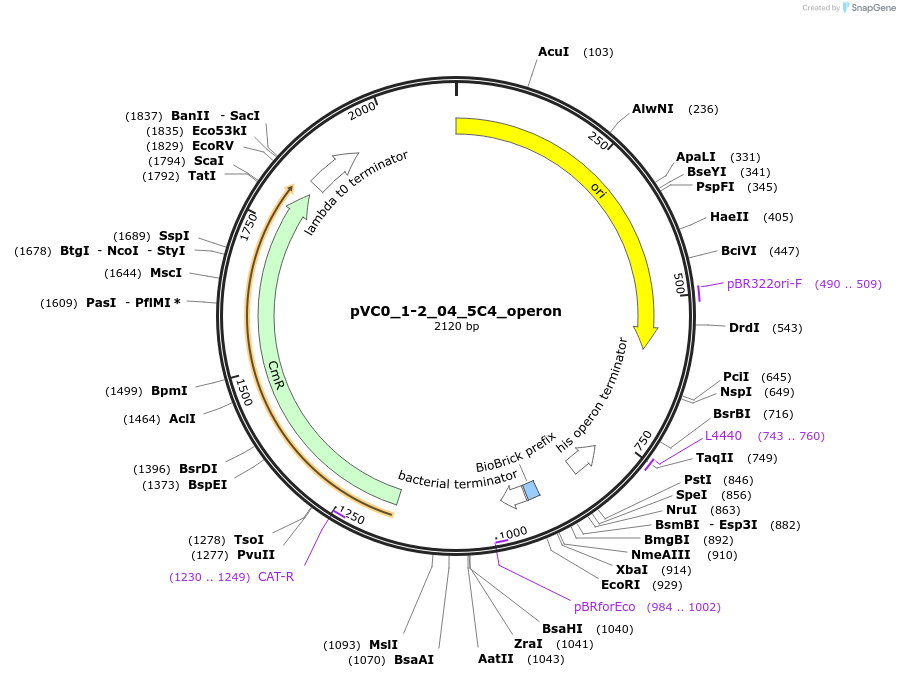 249861-plasmid-map-sequence-id-507992