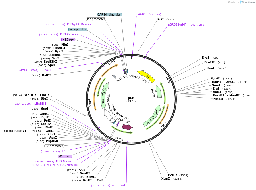40028-plasmid-map-sequence-id-50800