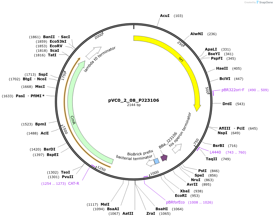 249869-plasmid-map-sequence-id-508000