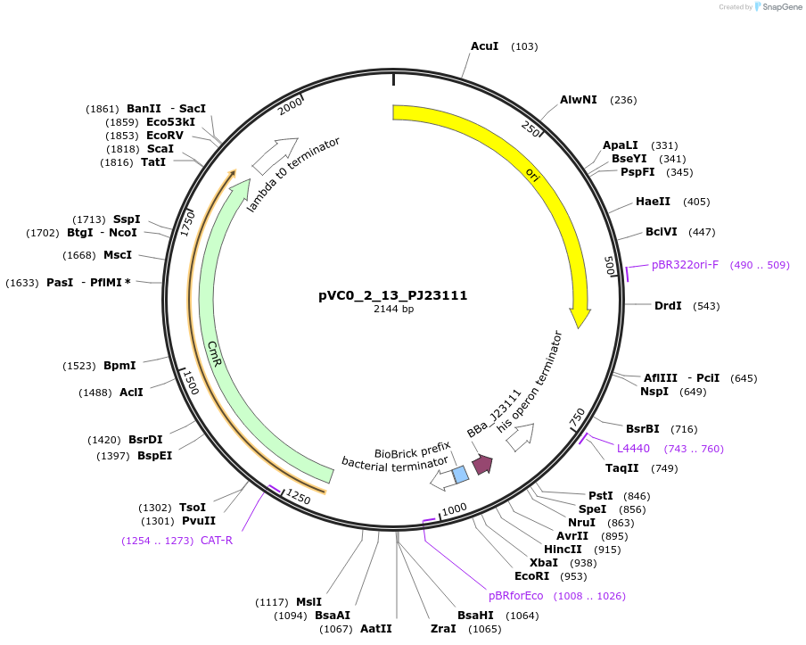 249874-plasmid-map-sequence-id-508005