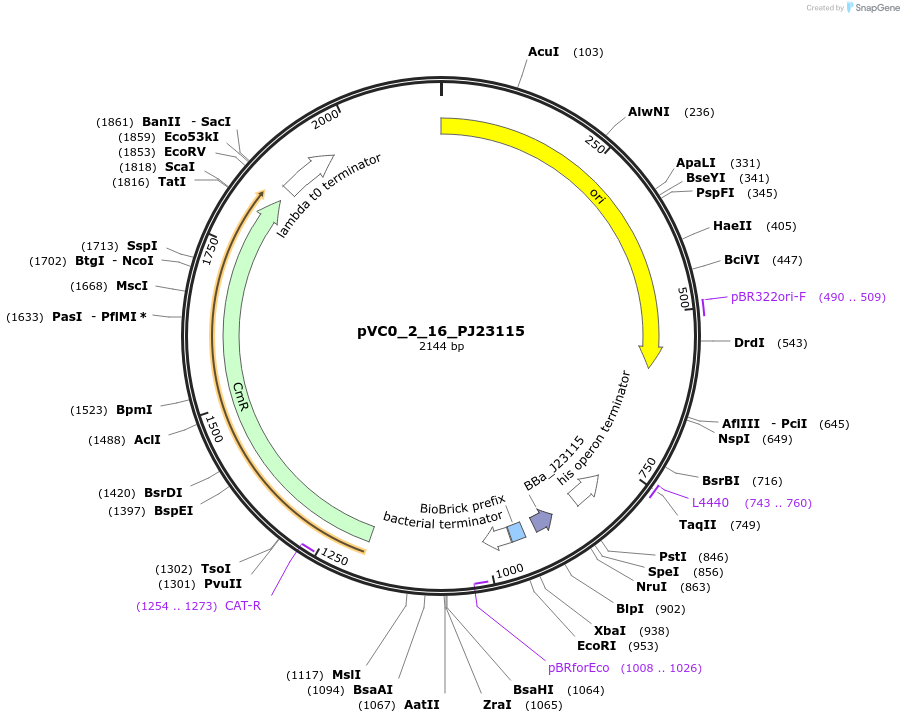 249877-plasmid-map-sequence-id-508008