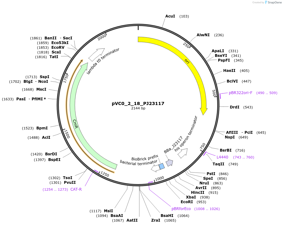249879-plasmid-map-sequence-id-508010