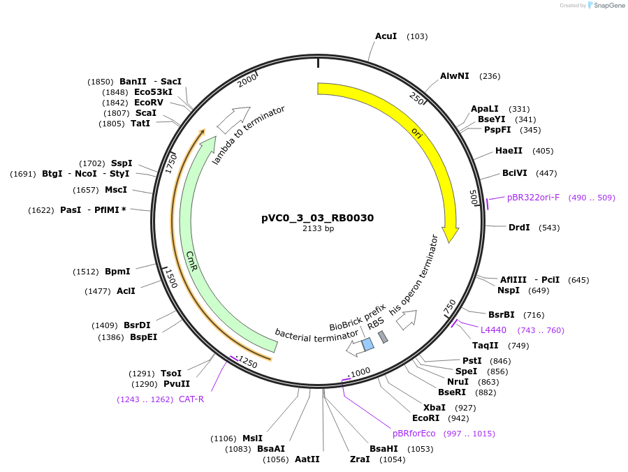 249895-plasmid-map-sequence-id-508024