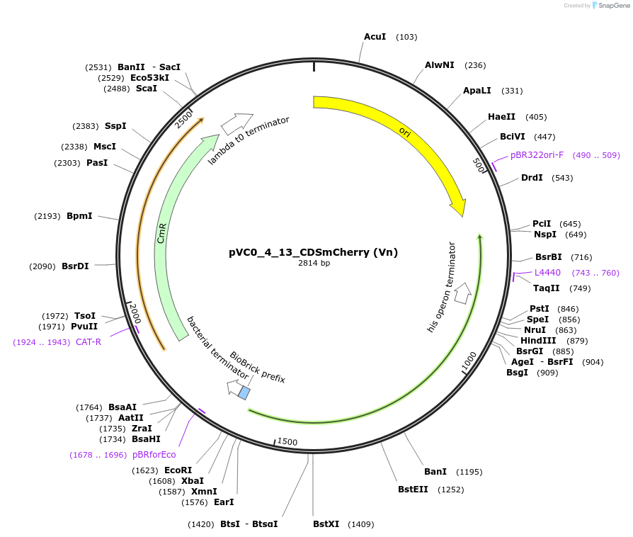 249917-plasmid-map-sequence-id-508045