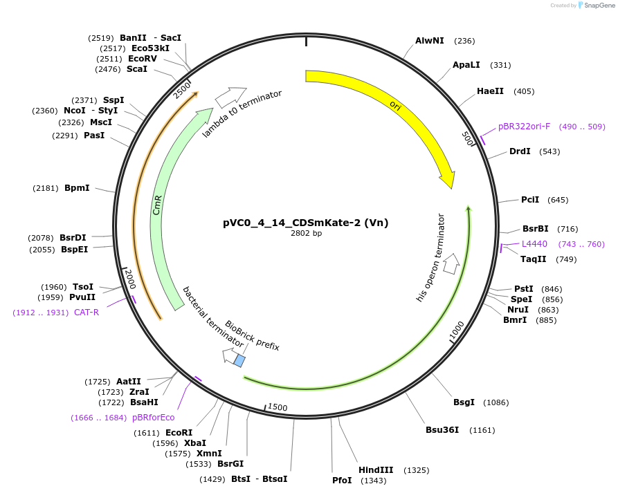 249918-plasmid-map-sequence-id-508046