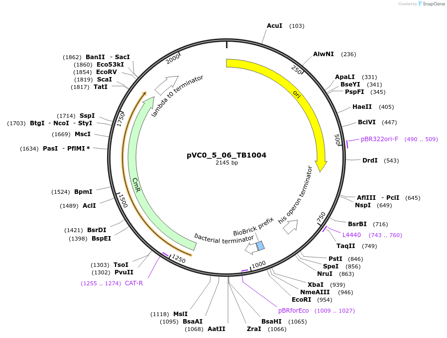 249929-plasmid-map-sequence-id-508057