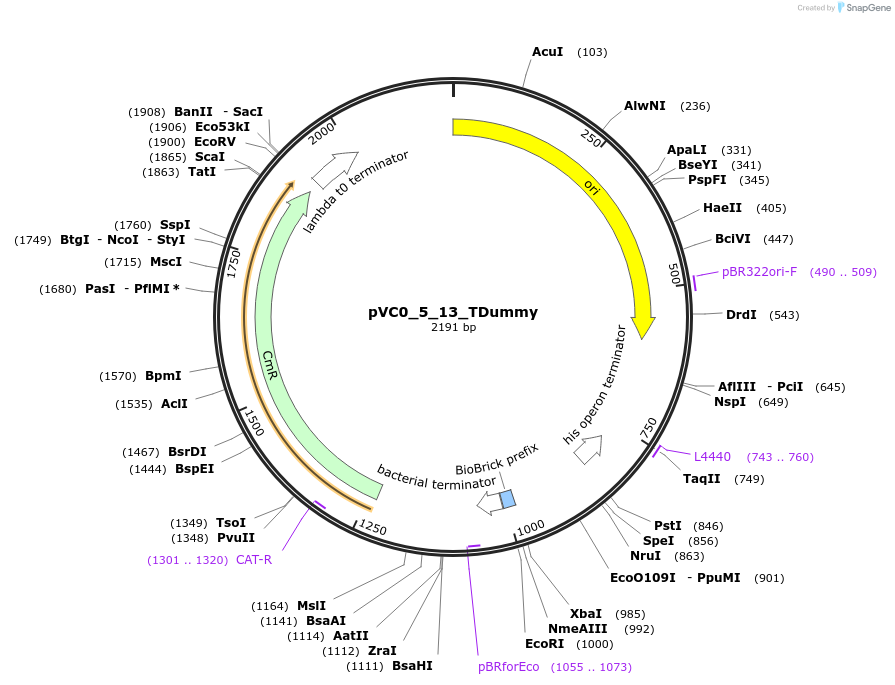 249935-plasmid-map-sequence-id-508063