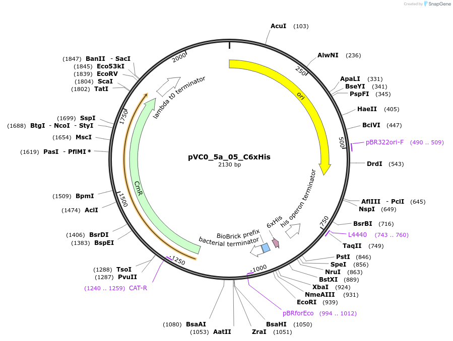 249937-plasmid-map-sequence-id-508065