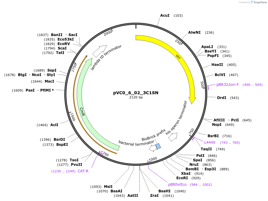 249964-plasmid-map-sequence-id-508066