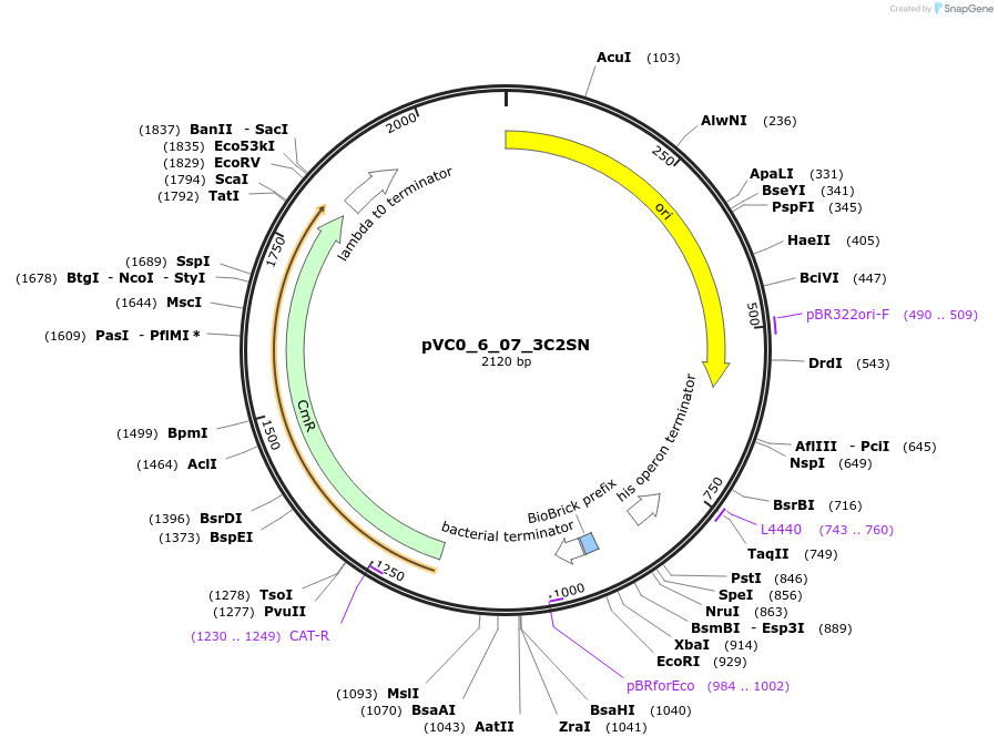 249967-plasmid-map-sequence-id-508087