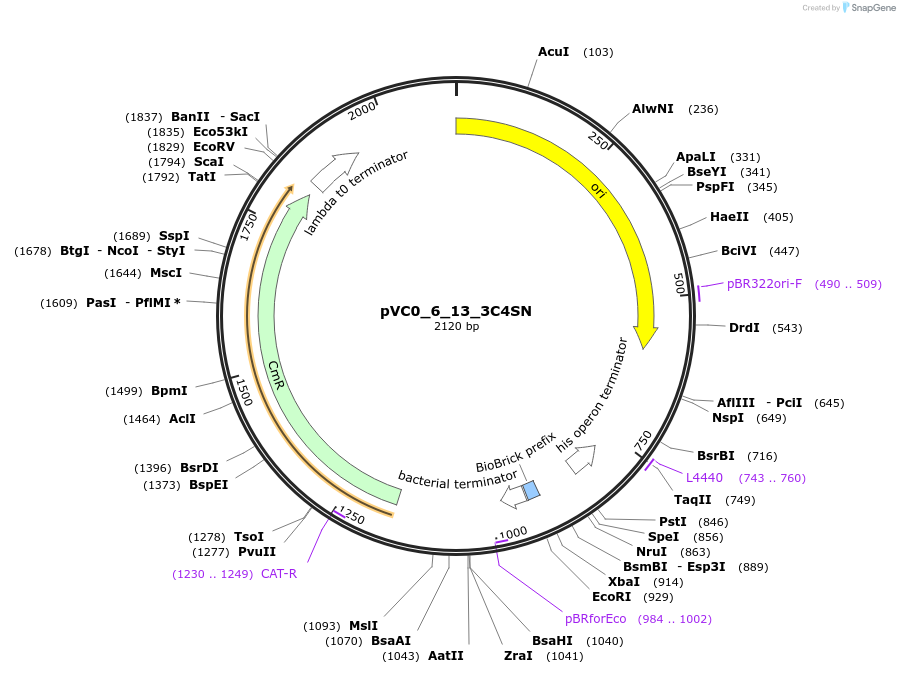 249971-plasmid-map-sequence-id-508090