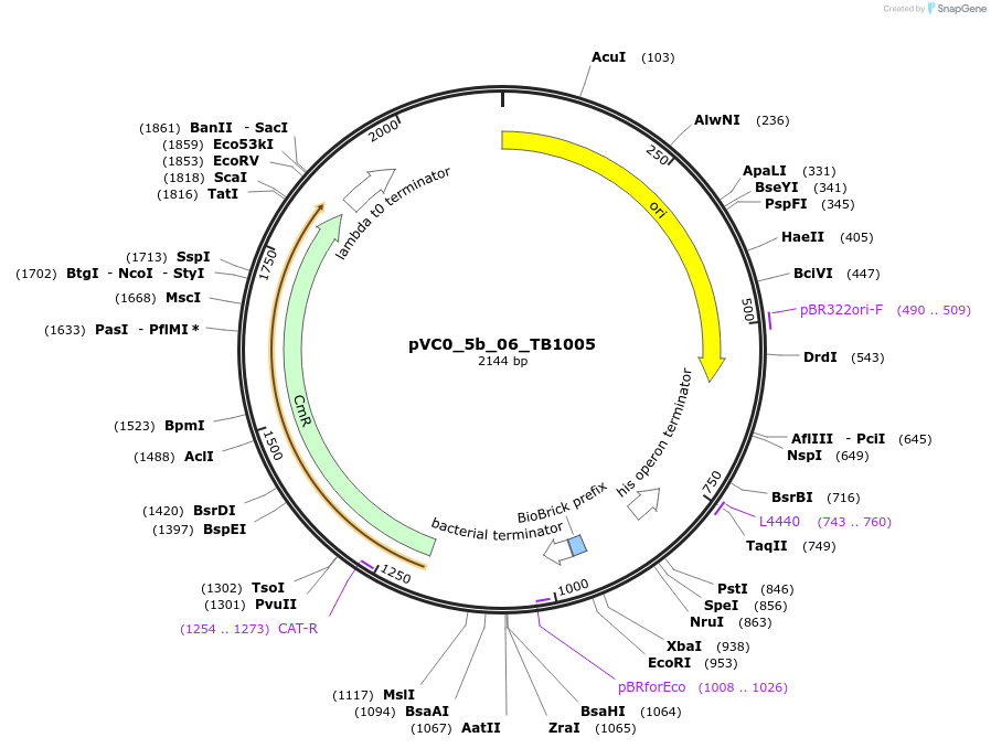 249954-plasmid-map-sequence-id-508104