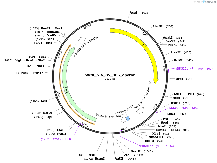 249963-plasmid-map-sequence-id-508106