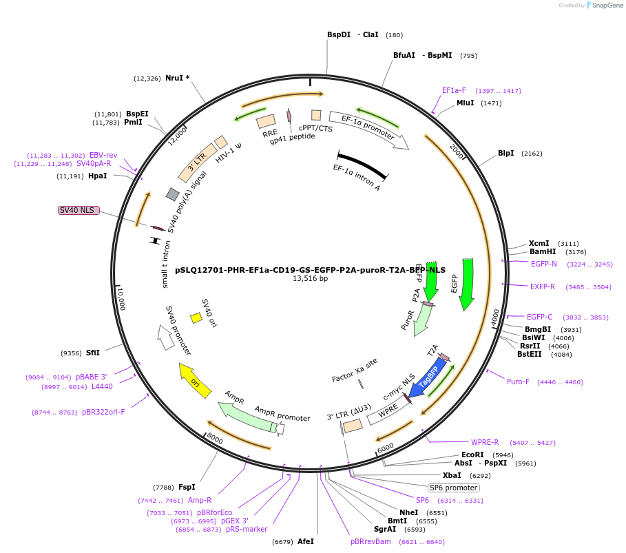 252637-plasmid-map-sequence-id-508152