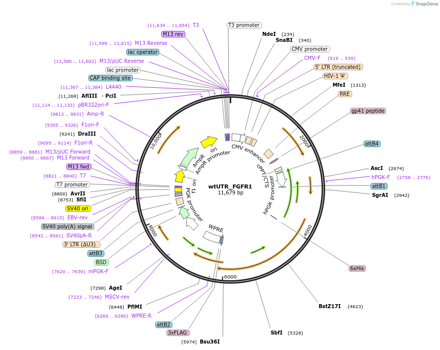 252071-plasmid-map-sequence-id-508208