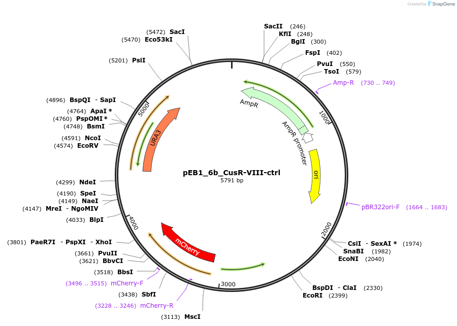 236218-plasmid-map-sequence-id-508219