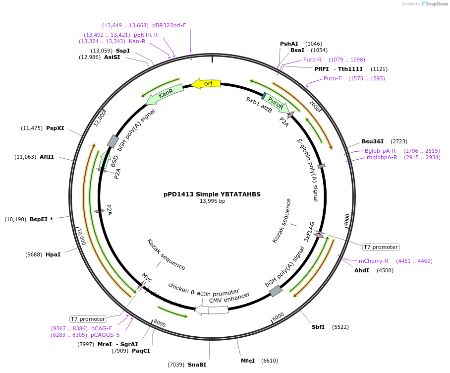 253896-plasmid-map-sequence-id-508253