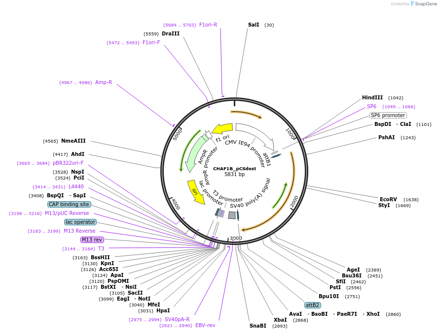 53862-plasmid-map-sequence-id-508296