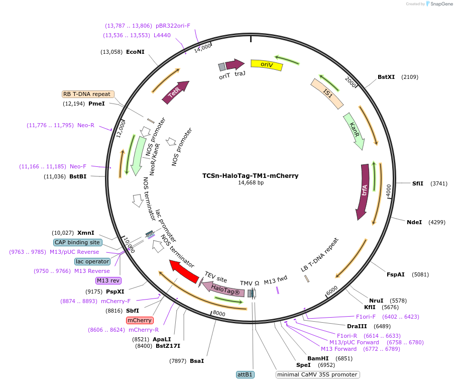 254126-plasmid-map-sequence-id-508310
