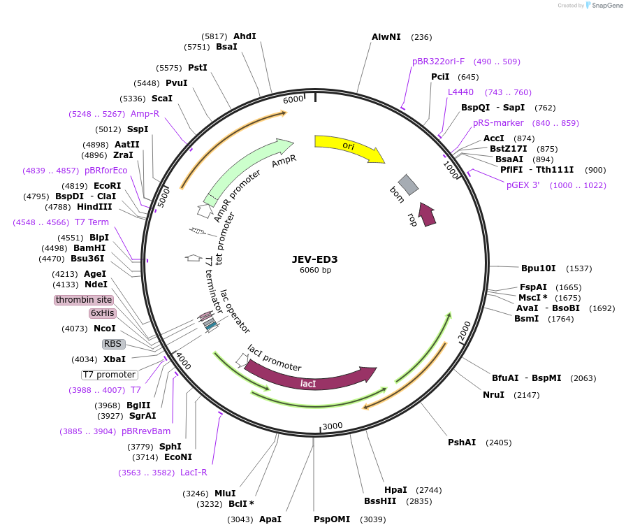 251259-plasmid-map-sequence-id-508314
