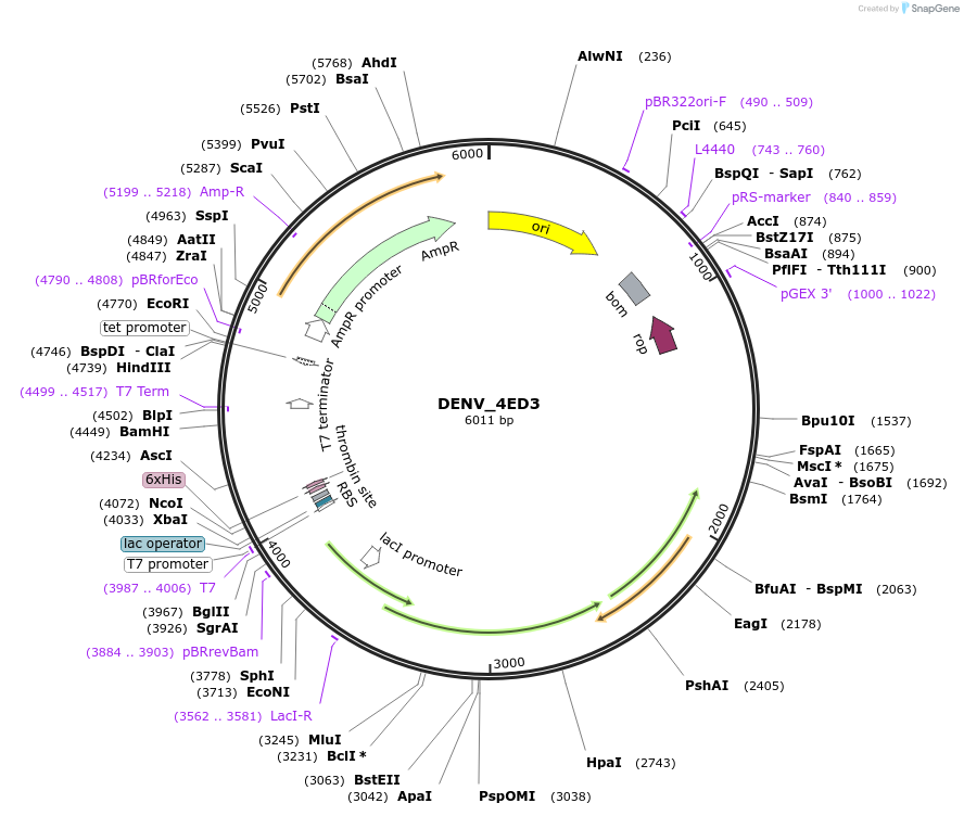 251249-plasmid-map-sequence-id-508316