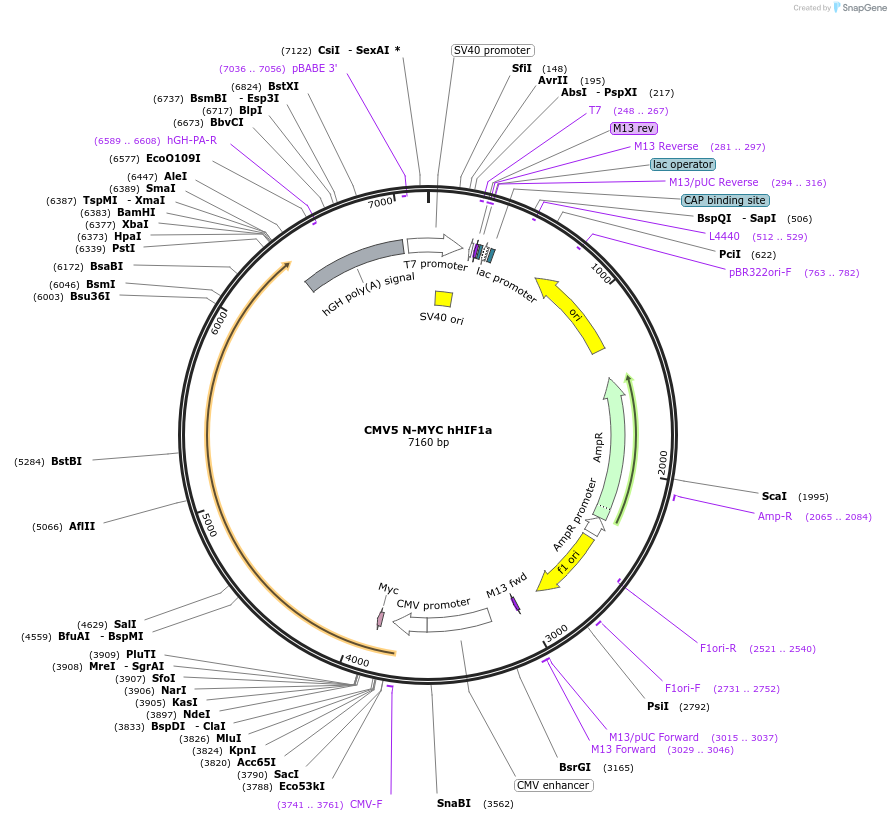 246215-plasmid-map-sequence-id-508339