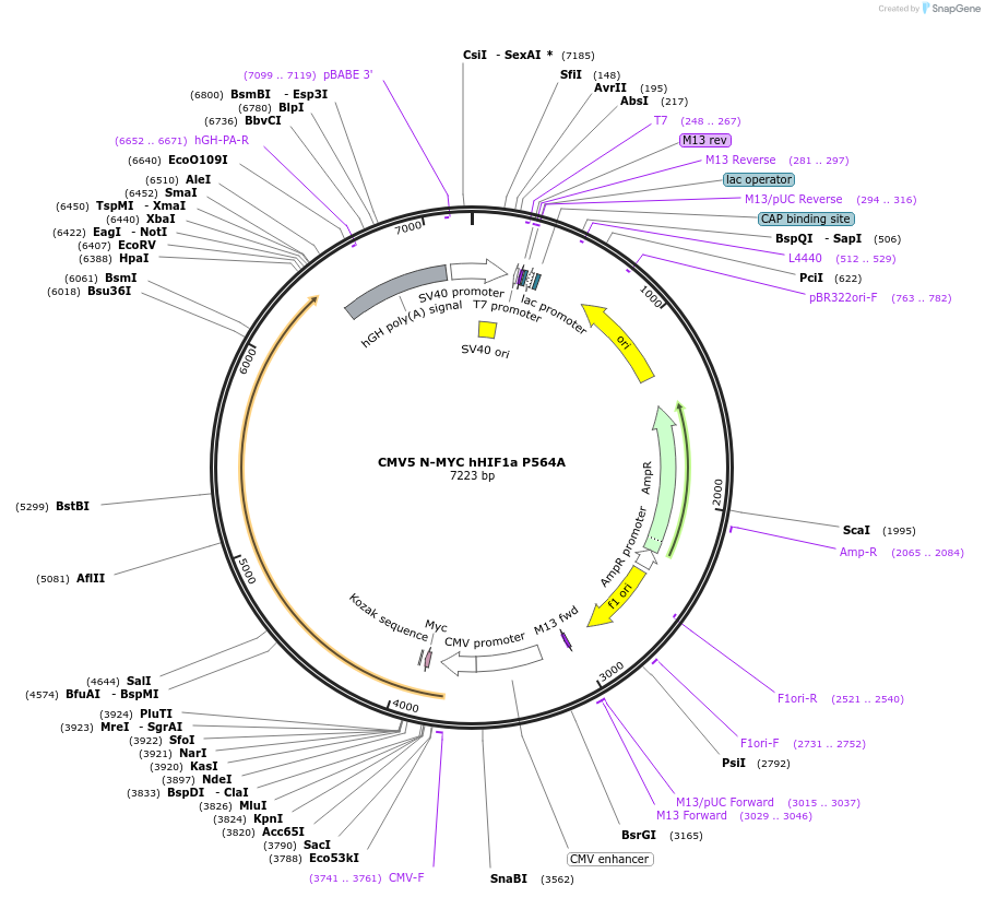 246217-plasmid-map-sequence-id-508344