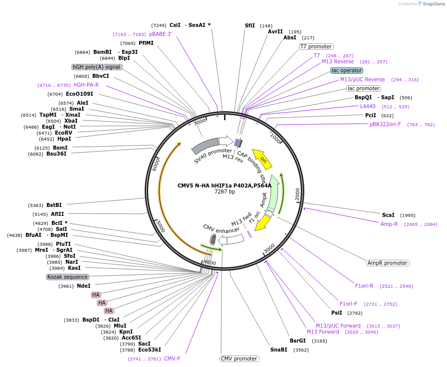246218-plasmid-map-sequence-id-508350