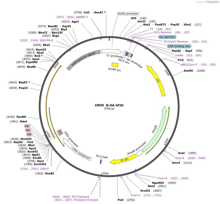 246220-plasmid-map-sequence-id-508352