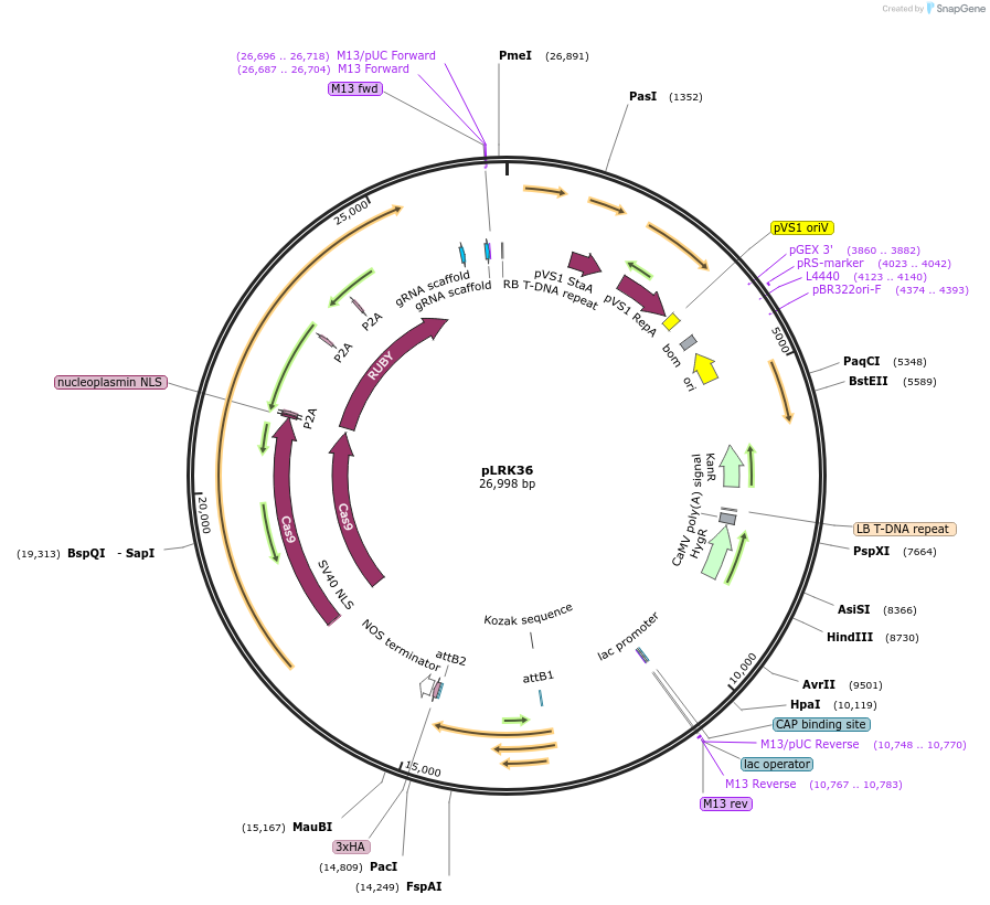 253105-plasmid-map-sequence-id-508364