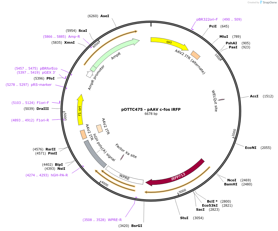 47906-plasmid-map-sequence-id-508368