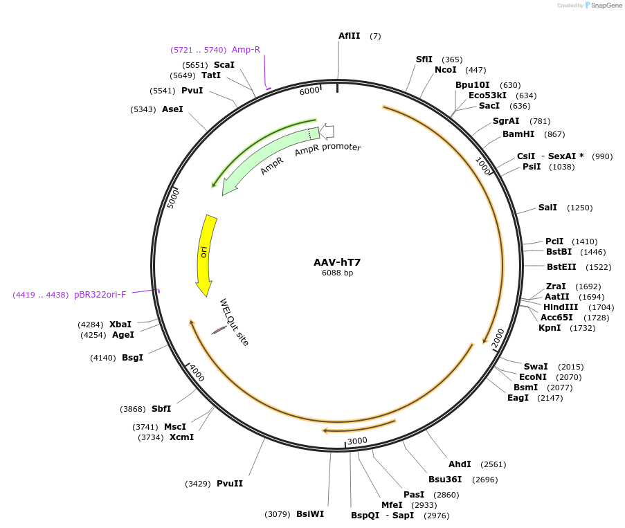 252215-plasmid-map-sequence-id-508399
